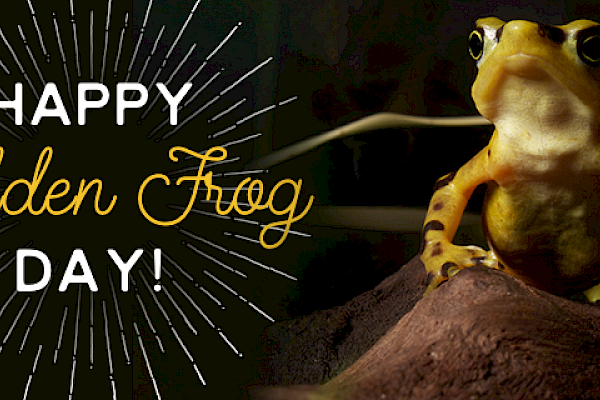 Happy Panamanian Golden Frog Day 2016